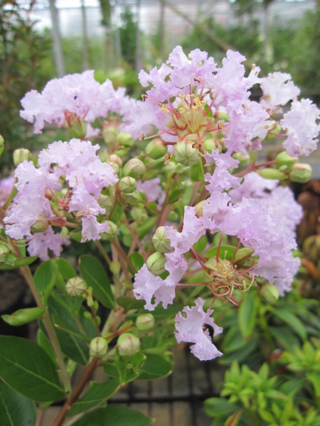Chinesische Kräuselmyrten Indica Lafayette